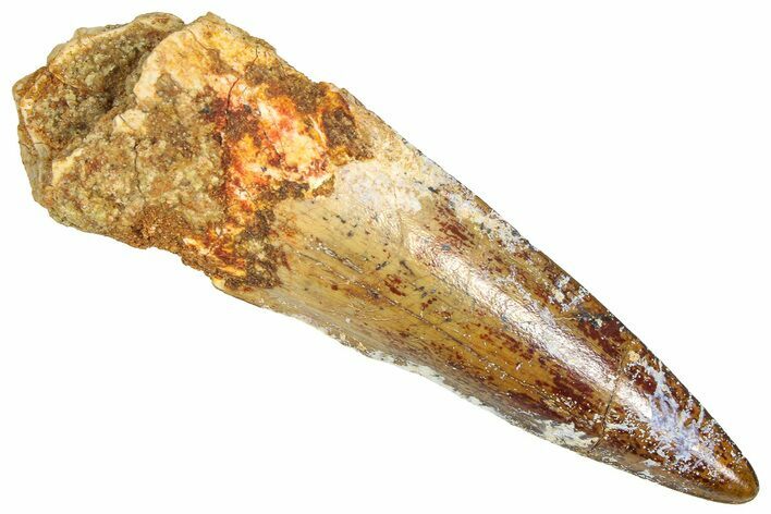 Fossil Spinosaurus Tooth - Real Dinosaur Tooth #366497